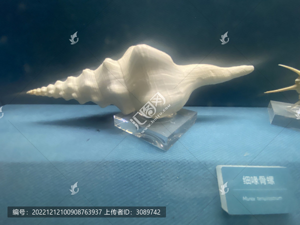 細頭骨螺