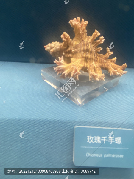 玫瑰千手螺