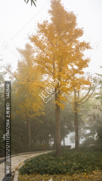 秋天樹(shù)木