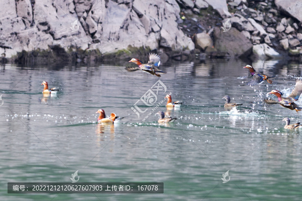 鴛鴦戲水