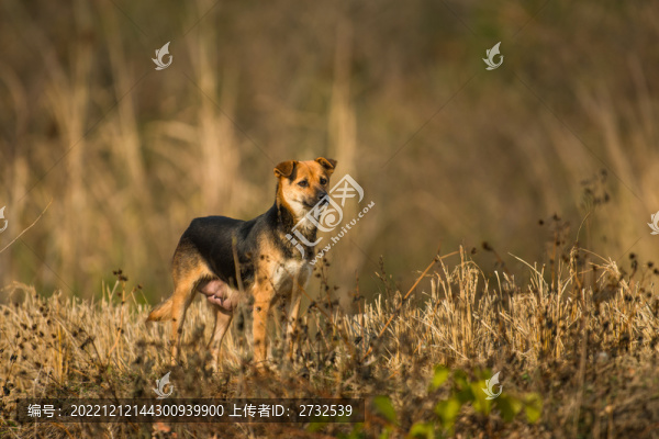 田園犬