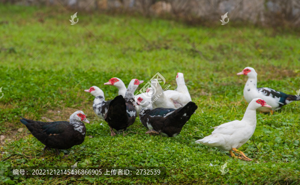 番鴨瘤頭鴨