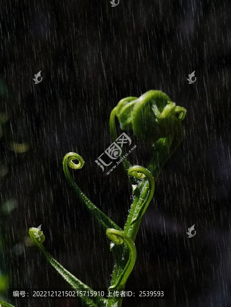 蜈蚣风尾蕨黑背景绿植光景雨水
