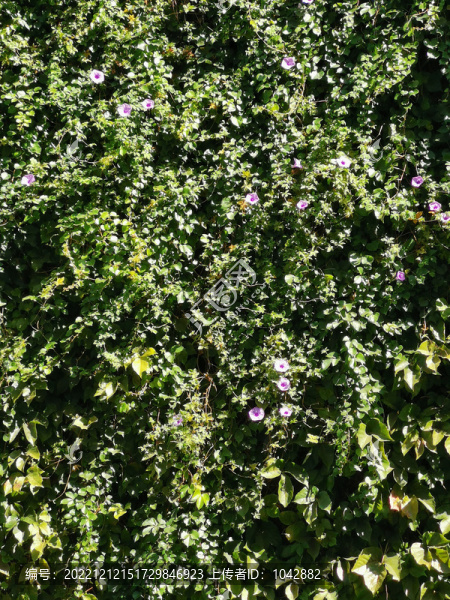 牽牛花