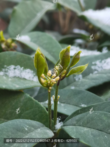 雪中桂花