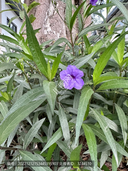 綠葉紫色牽?；? title=