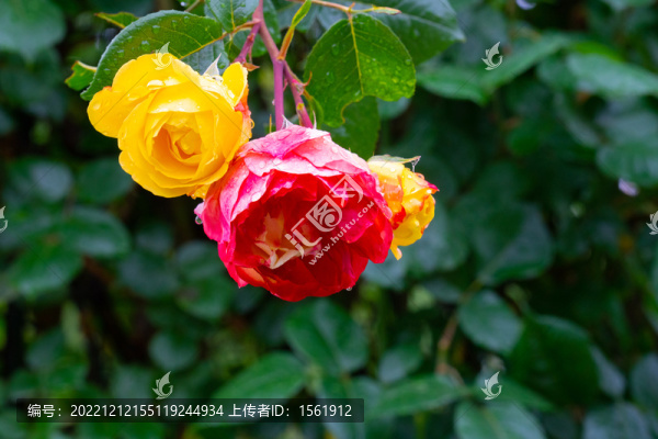 雨后花朵