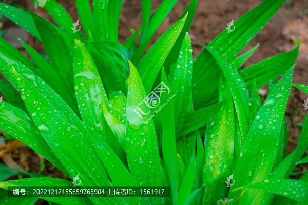鳶尾花葉