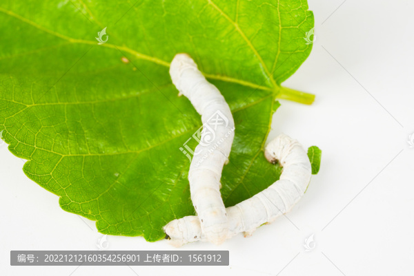 小滿(mǎn)養(yǎng)蠶蠶寶寶