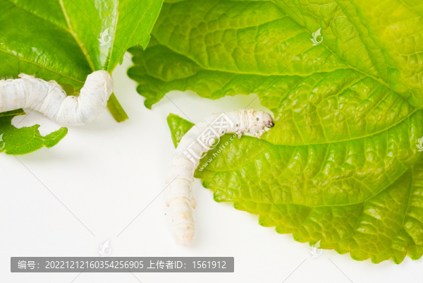 小滿養(yǎng)蠶蠶寶寶