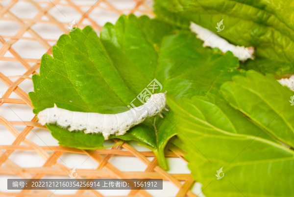 小滿養(yǎng)蠶蠶寶寶