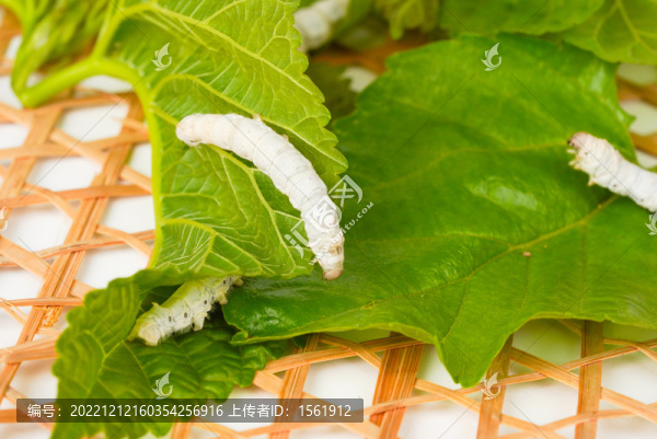 小滿養(yǎng)蠶蠶寶寶