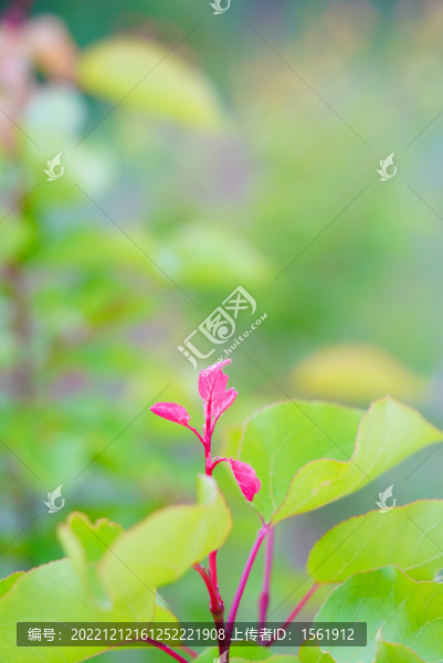 綠植