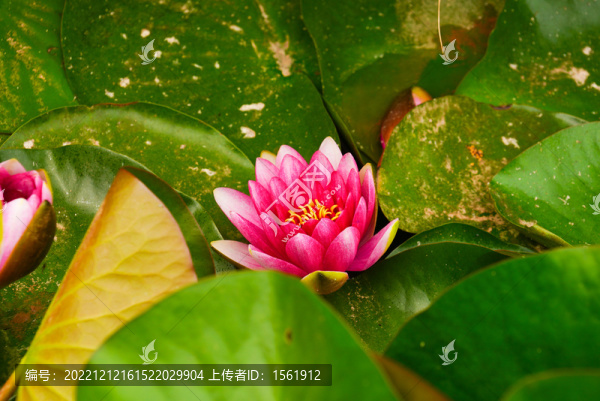 睡蓮