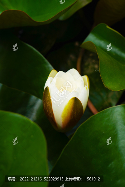 睡蓮