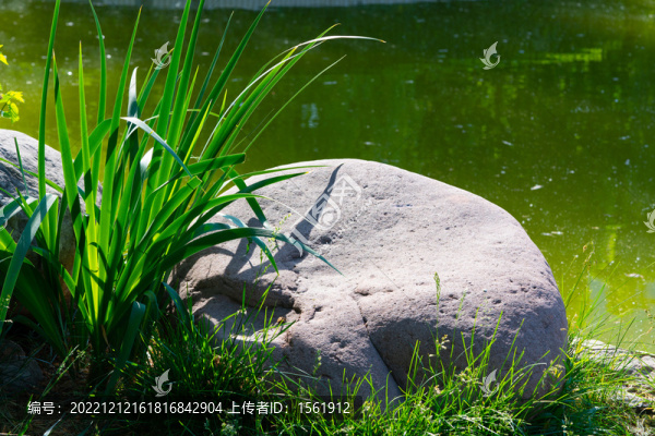 池塘綠植