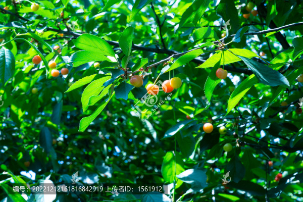 櫻桃樹