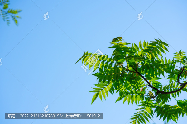 樹木葉子