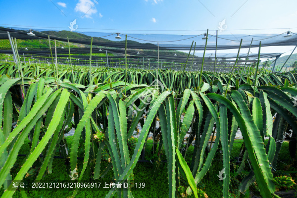 火龍果種植園