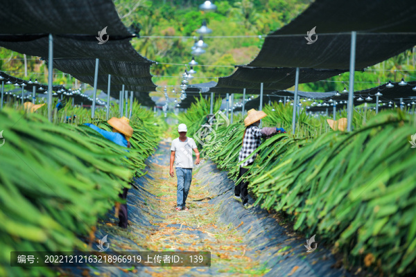 火龍果種植園