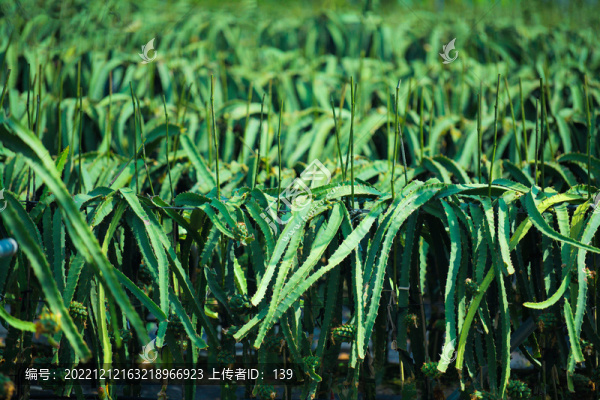 火龍果種植園