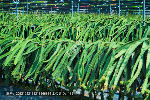 火龍果種植園