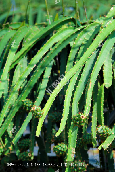 火龍果種植園