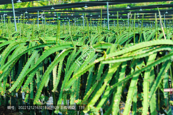 火龍果種植園