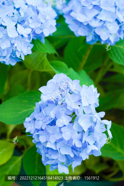 盛夏繡球花