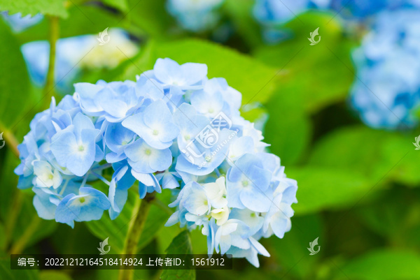 盛夏繡球花