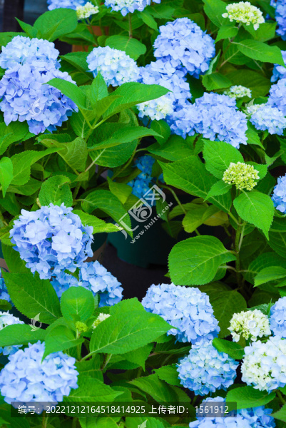 盛夏繡球花