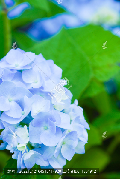 盛夏繡球花