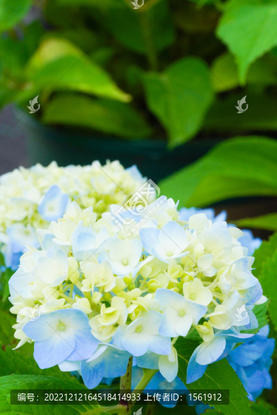 盛夏繡球花