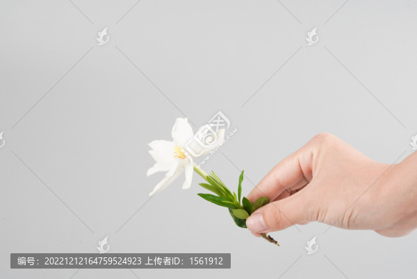 梔子花