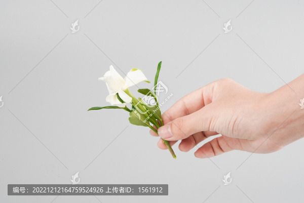 梔子花