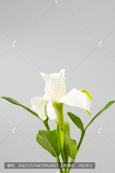梔子花