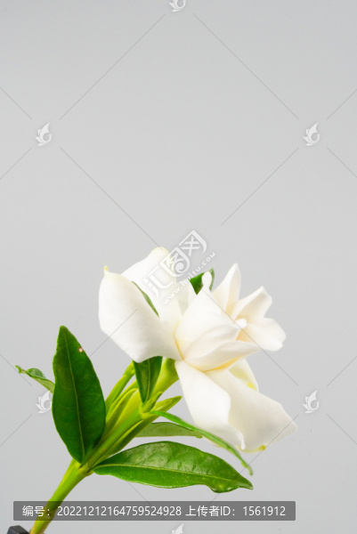 梔子花