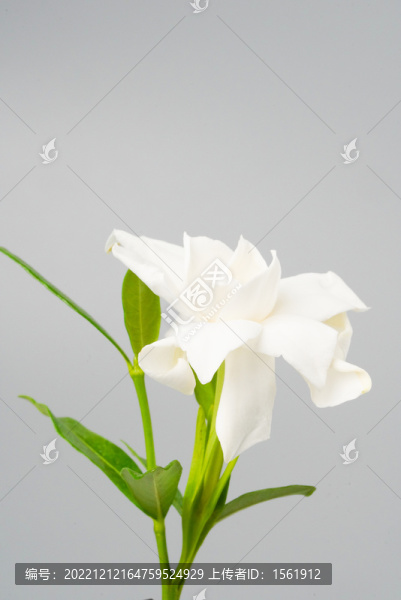 梔子花