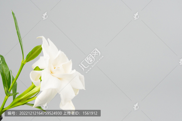 梔子花