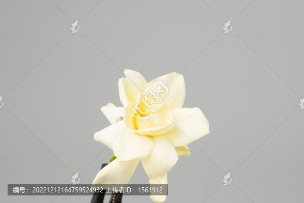 梔子花