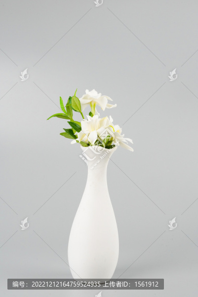 梔子花