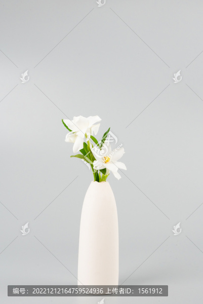 梔子花