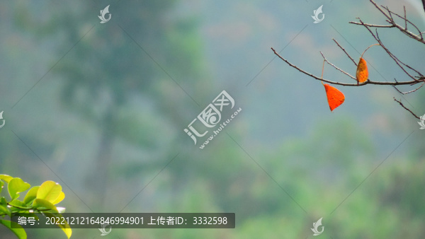 紅葉情思