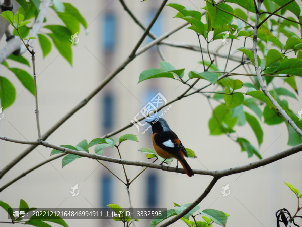 鳥兒畫意