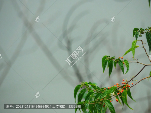果實(shí)