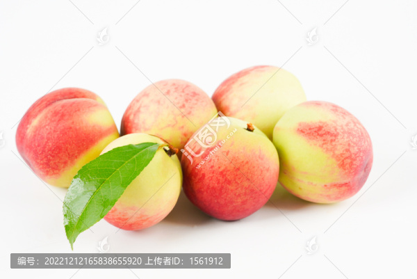毛桃