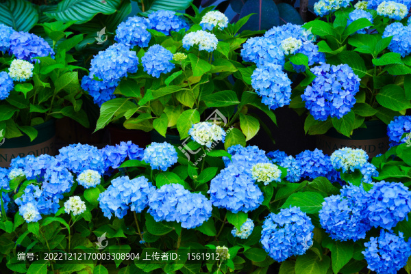 盛夏繡球花