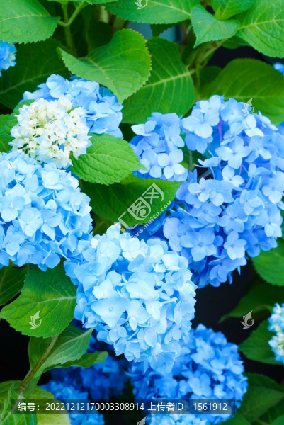 盛夏繡球花