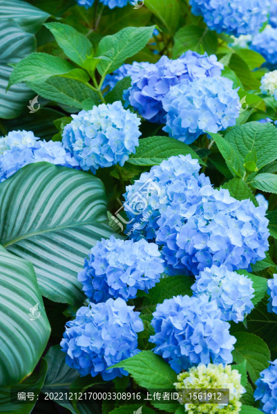 盛夏繡球花