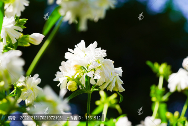 玉簪花